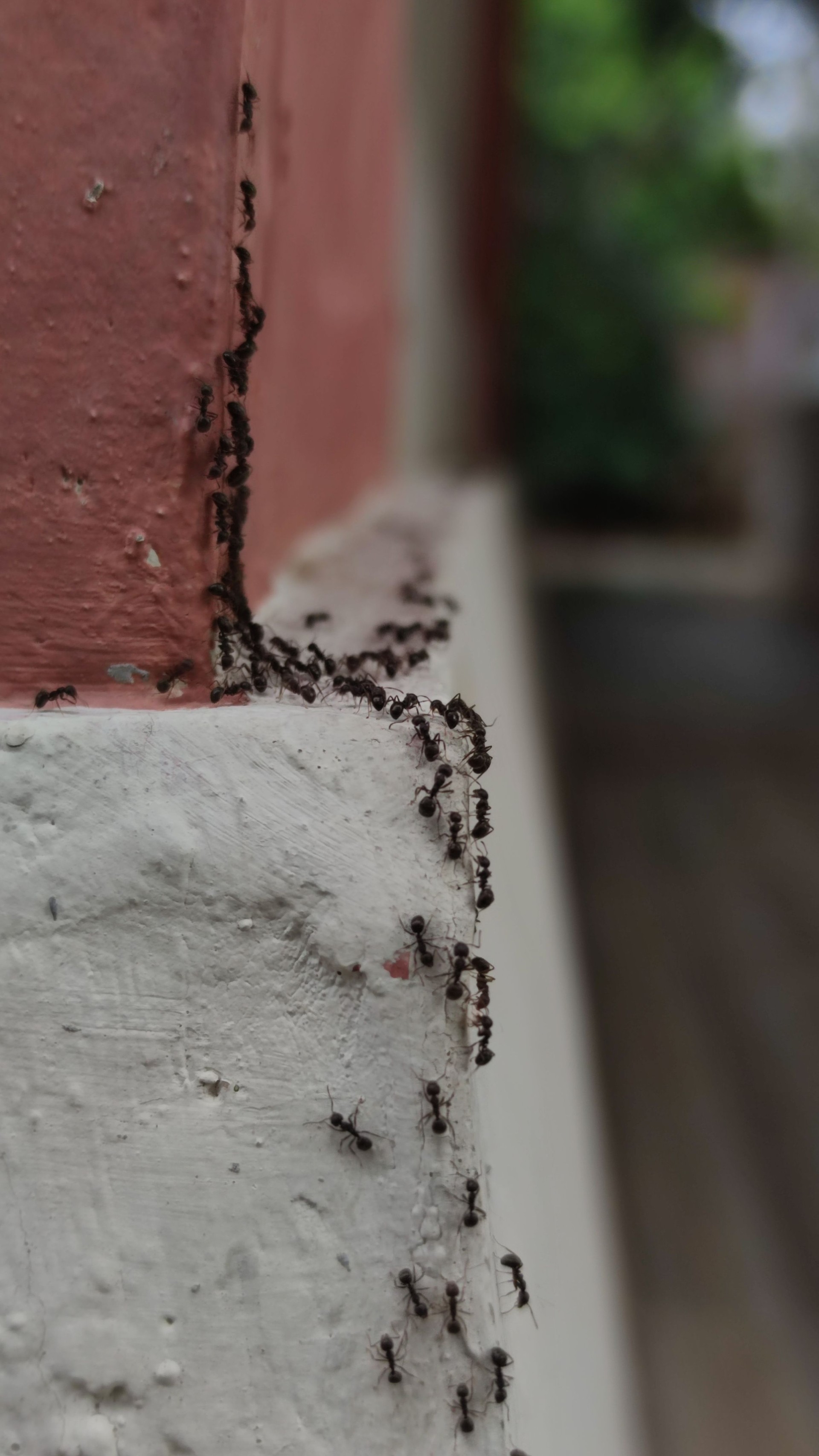 small black ants and large black ants coming out of nest